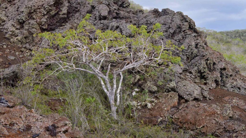 palo santo tree